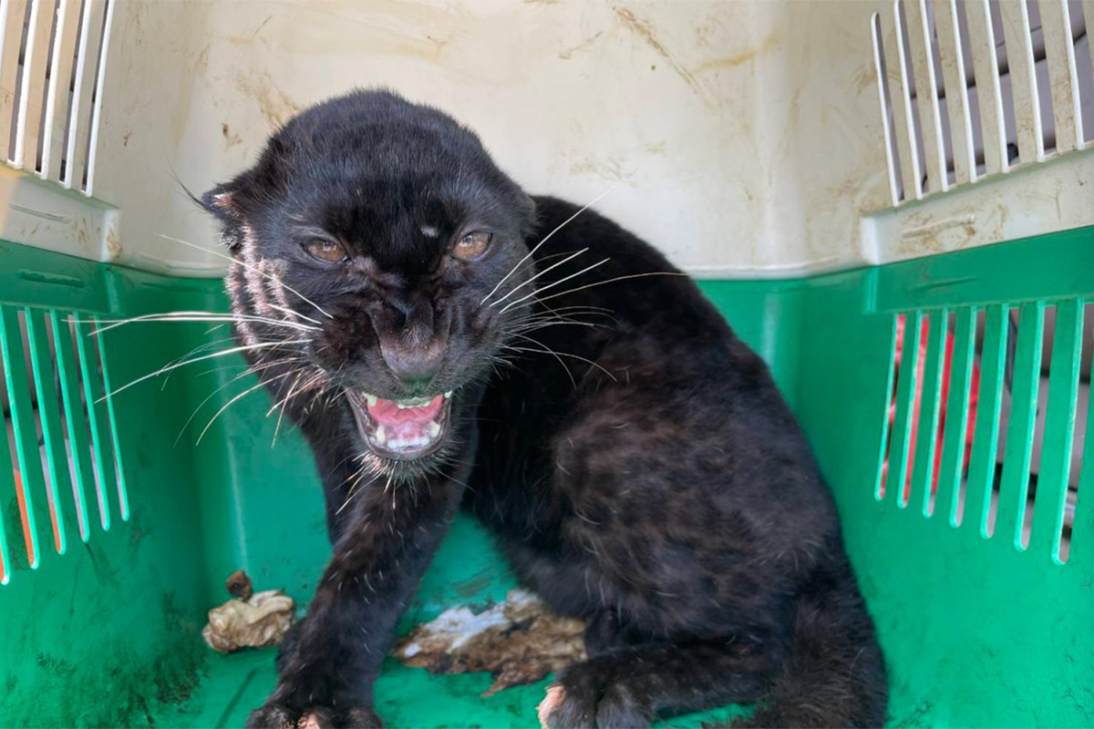 မဲဆောက်တွင် ကျားသစ်နက် မှောင်ခိုသယ်ယူမှုဖြင့် မြန်မာနှစ်ဦး ဖမ်းဆီးခံရ